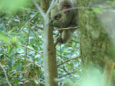 野生動物管理・鳥獣被害対策